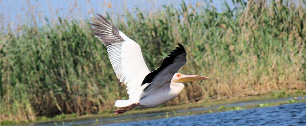 Foto: Im Donaudelta - Pelikan im Flug - Urlaub in Mila 23