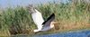 Urlaub im Donaudelta - Urlaub in Rumänien