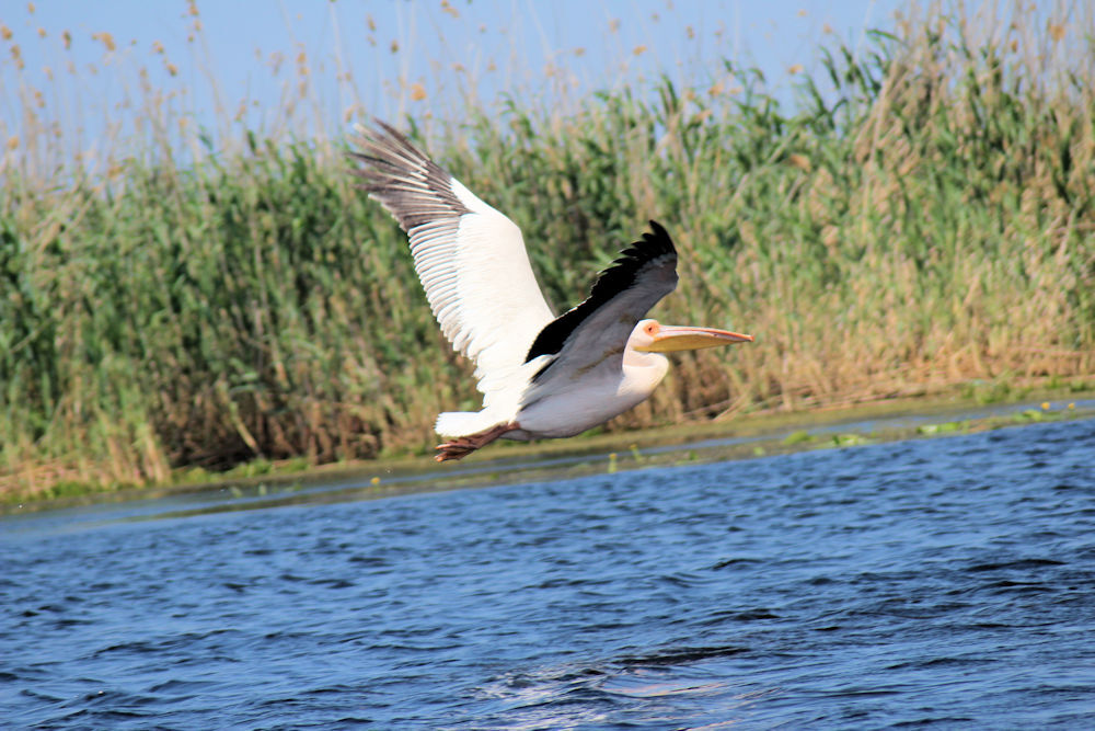 Pelikan im Flug