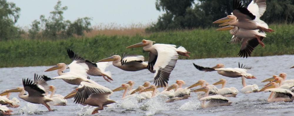 Vogelwelt im Donaudelta - Pelikane im Flug