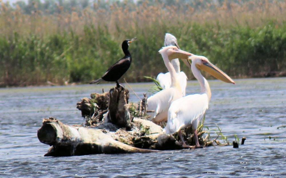  Urlaub in der Natur - Urlaub im Donauelta