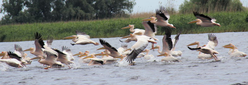 Pelikane im Donaudelta