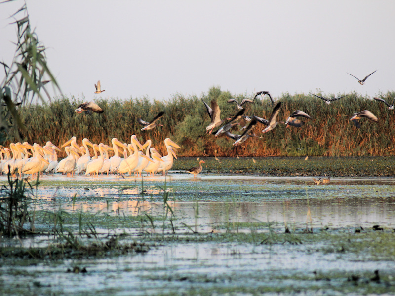 Pelikane im Donaudelta