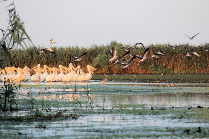 Fotos: Vögel im Donaudelta