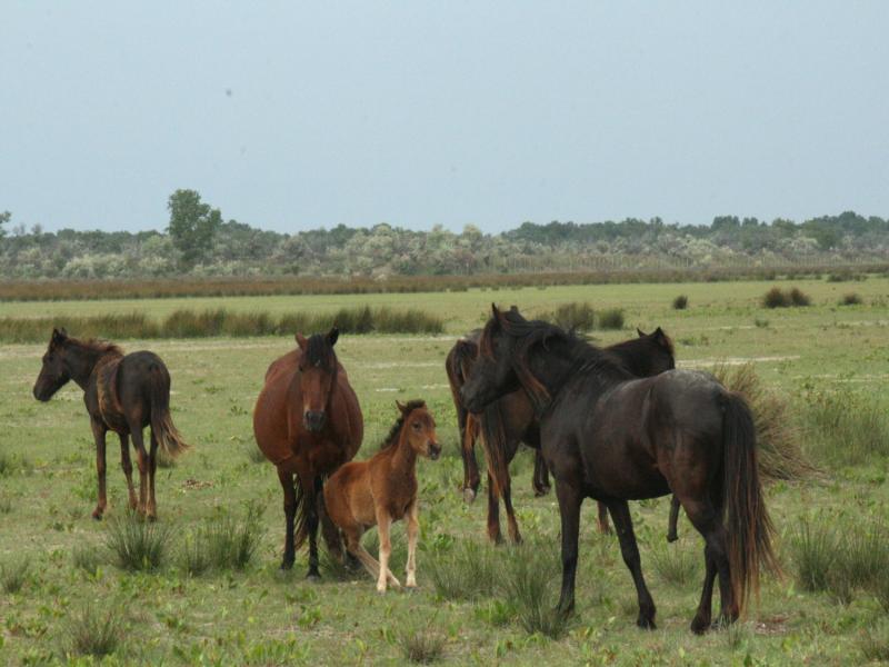 Fotos: Pferde im Donaudelta