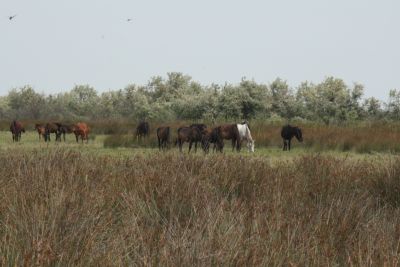 Die wilden  Pferde vom Donaudelta.