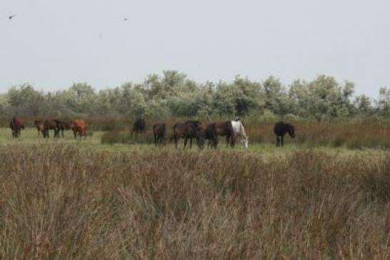 Die wilden  Pferde vom Donaudelta.