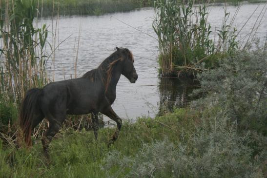 Die wilden Pferde vom Donaudelta.