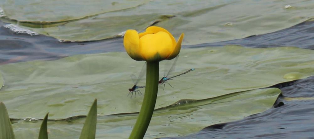 Urlaub im Donaudelta - Urlaub in Rumänien